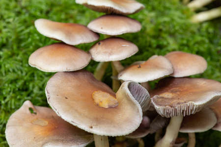 Close up of wild mushrooms growing on a log in a forestの写真素材