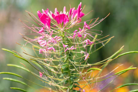 Close up of spider flowers (cleome hassleriana) in bloom