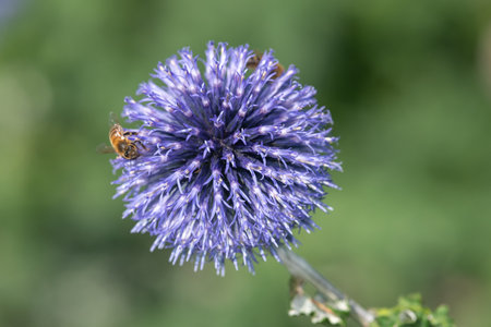 Close up of a Southern globethistle (echinops ritro) flower in bloom