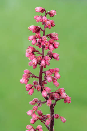 Close up of a Jill of the rocks (heuchera maxima) flower in bloomの写真素材