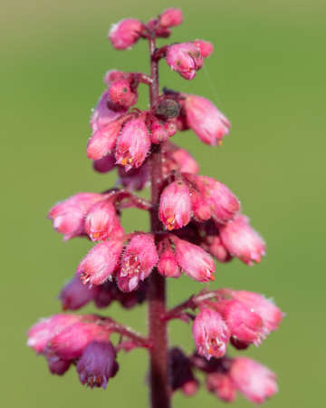 Close up of a Jill of the rocks (heuchera maxima) flower in bloom
