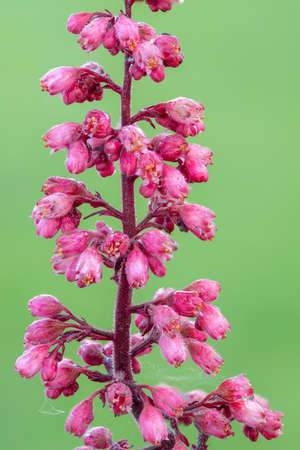 Close up of a Jill of the rocks (heuchera maxima) flower in bloomの写真素材