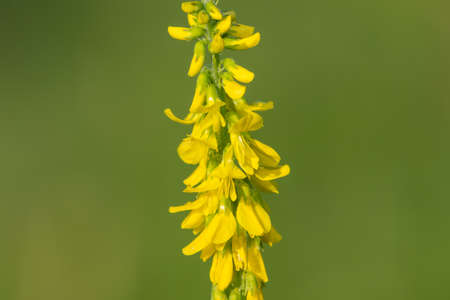 Close up of sweet yellow clover (melilotus officinalis) flowers in bloom