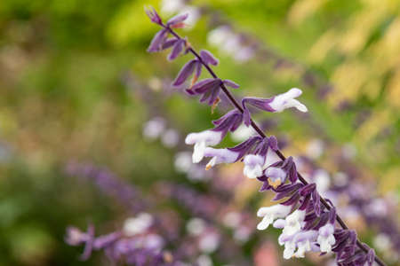 Close up of waverly sage salvia flowers in bloomの写真素材