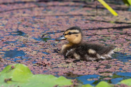 Close ujp of a mallard duckling (anas platyrhnchos) swimming in the waterの写真素材