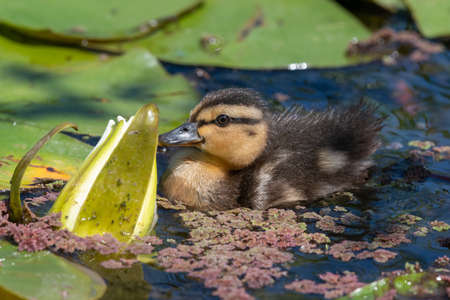 Close ujp of a mallard duckling (anas platyrhnchos) swimming in the waterの写真素材