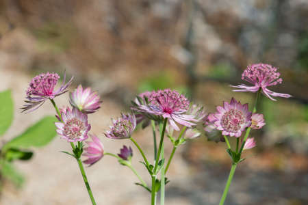 Close up of pink astrantia major flowers in bloomの写真素材