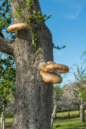 Close up of bracket fungi growing on an old apple treeの写真素材