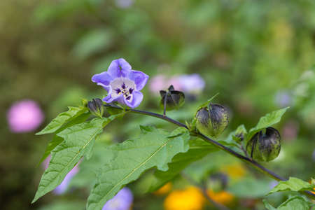Close up of an apple of Peru (nicandra physalodes) flower in bloomの写真素材