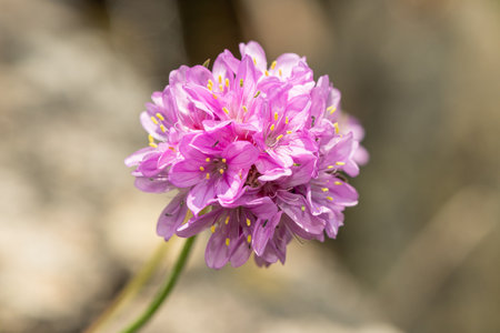 Close up of thrift (armeria maritima) flowers in bloomの写真素材