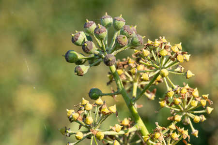 Close up of flowers and berries on a common ivy (hedera helix) plant