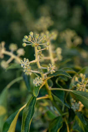 Close up of common ivy (hedera helix) flowersの写真素材
