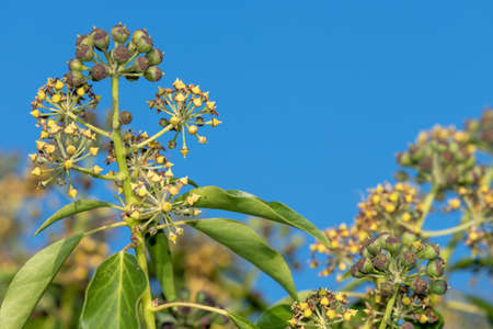 Common ivy (hedera helix) flowers and berriesの写真素材