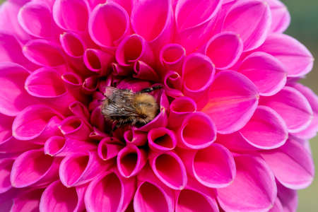 Close up of a pink dahlia flower in bloomの写真素材