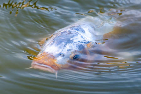 Close up of a koi carp swimming near the surface of the water
