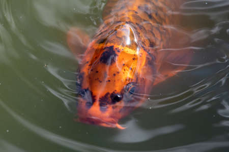Close up of a koi carp swimming near the surface of the waterの写真素材