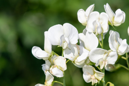 Close up of white sweet pea (lathyrus odoratus) flowers in bloomの写真素材