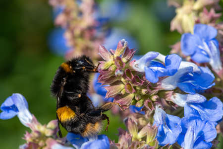 Macro shot of a bumble bee pollinating bog sage (salvia uliginosa) flowersの写真素材