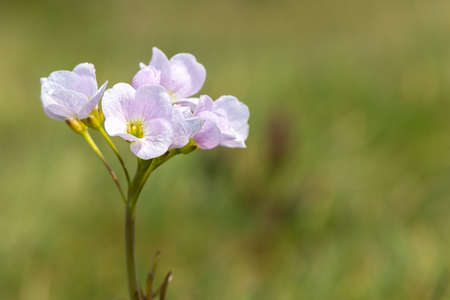 Close up of a cuckoo flower (cardamine pratensis) in bloom