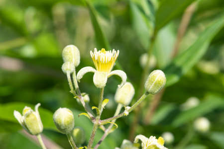 Close up of old mans beard (clematis vitalba) flowers in bloom