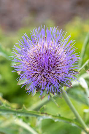 Close up of blossom on a globe artichoke (cynara cardunculus) plantの写真素材