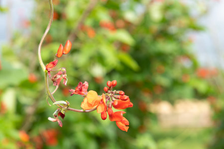 Close up of red flowers on a runner bean (phaseolus coccineus) plant