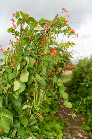 Red flowers on a runner bean (phaseolus coccineus) plant