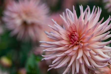 Close up of a pink dahlia flower in bloomの写真素材