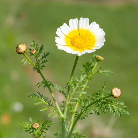 Macro shot of a garland chrysanthemum (glebionis coronaria) flower in bloomの写真素材