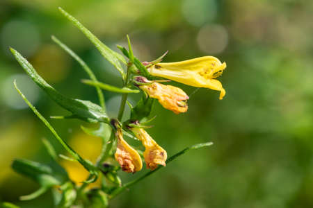 Macro shot of common cow wheat (melampyrum pratense) flowers in bloomの写真素材