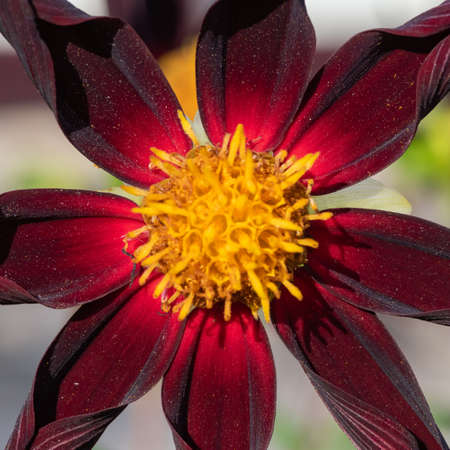 Close up of a Verrones obsidian dahlia flowerin bloomの写真素材