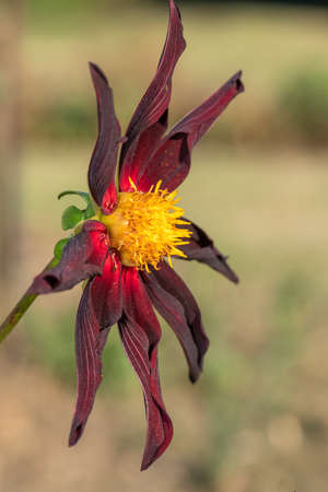 Close up of a Verrones obsidian dahlia flowerin bloomの写真素材