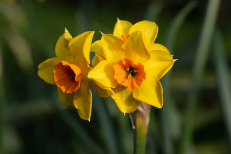 Close up of daffodil (narcissus) flowers in bloomの写真素材