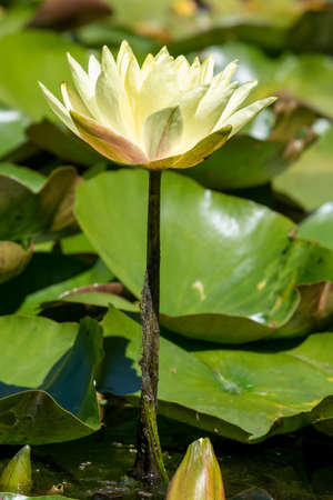 Close up of a yellow water lily flower in bloomの写真素材