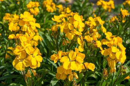 Close up of yellow wallflowers (erysimum cheiri) in bloomの写真素材