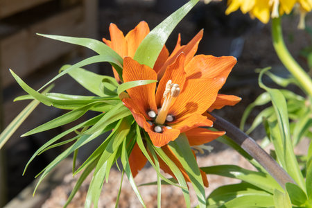 Close up of a imperial fritillary (fritillaria imperialis) flower in bloomの写真素材