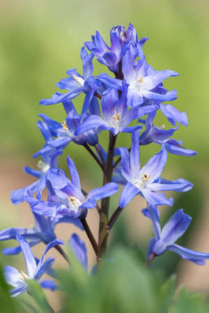 Close up of glory of the snow (scilla forbesii) flowers in bloom