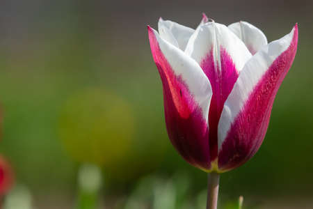 Close up of a pink and white tulip flower in bloomの写真素材
