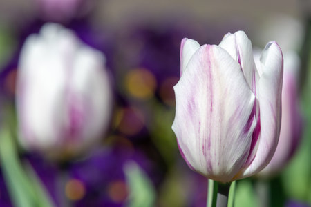 Close up of a purple and white garden tulip (tulipa (gesneriana) in bloomの写真素材