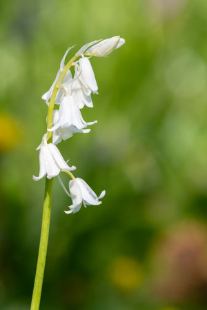 Close up of a white Spanish bluebell (hyacinthoides hispanica) flower in bloomの写真素材