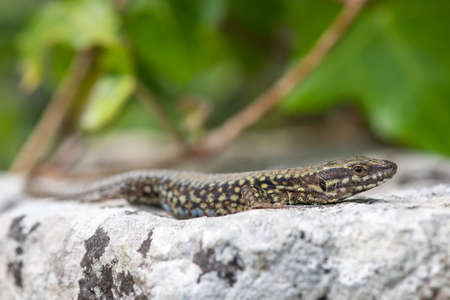 Close up portrait of a common lizard (zootoca vivipara) basking in the sunの写真素材
