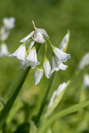 Close up of three cornered leek (allium triquetrum) flowers in bloom