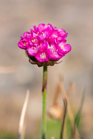 Close up of a sea thrift (armeria maritima) flower in bloom