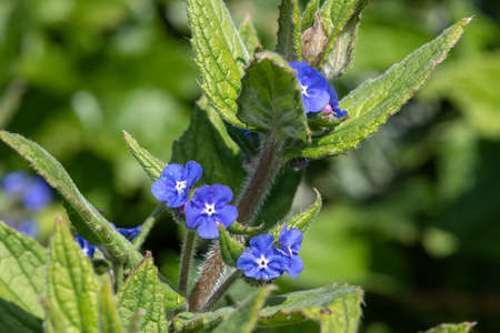 Close up of a green alkanet (pentaglottis sempervirens) plant