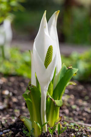 Close up of white skunk cabbage (lysichiton camtschatensis) plants in bloom