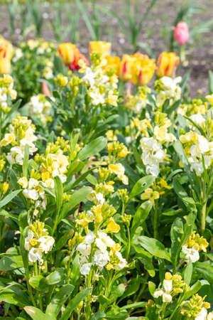 Close up of yellow wallflowers in bloom