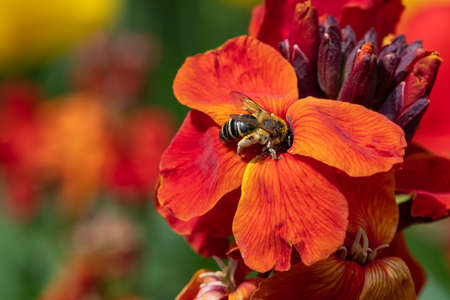 Macro shot of a bee pollinating red wallflowers in bloomの写真素材