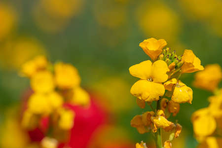 Close up of yellow wallflowers in bloom