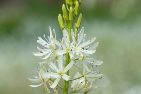 Close up of a white camassia (camassia quamash) flower in bloomの写真素材