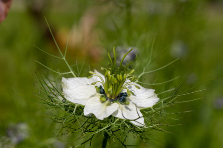 Macro shot of a black cumin (Nigella sativa) flower in bloomの写真素材